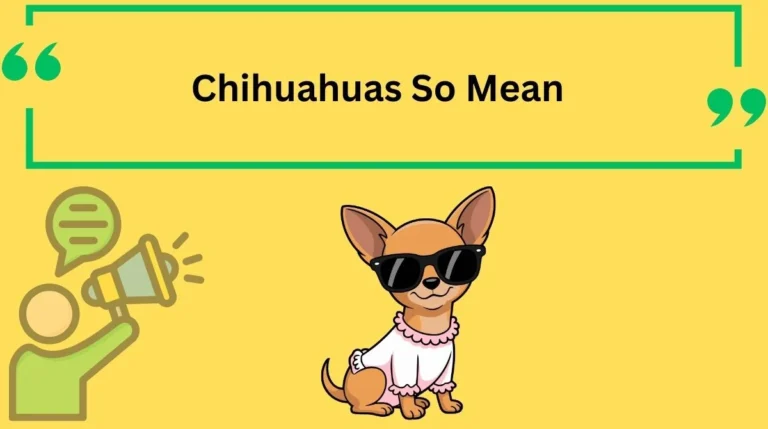Chihuahuas So Mean
